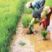 Mizoram Govt to introduce crop insurance soon: Agriculture Minister Vanlalruata