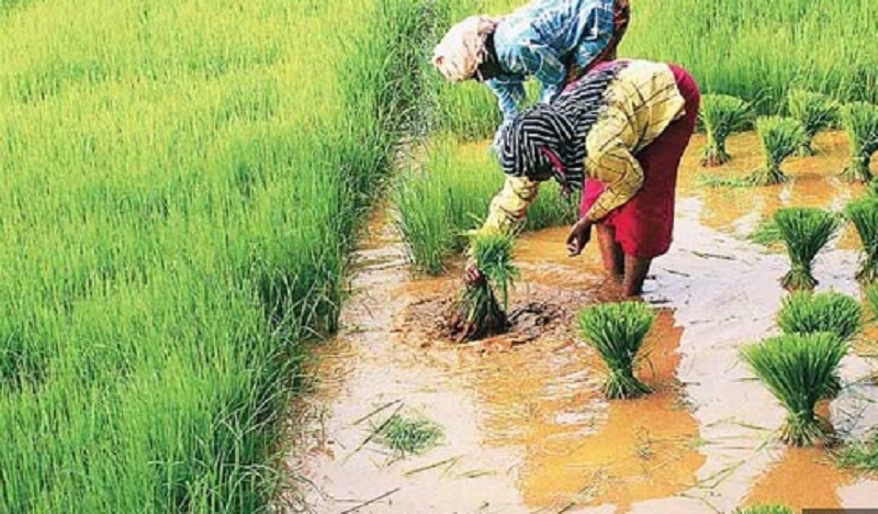 Mizoram Govt to introduce crop insurance soon: Agriculture Minister Vanlalruata