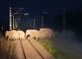 NFR to deploy acoustic technology across rail network to protect elephants