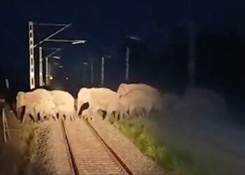 NFR to deploy acoustic technology across rail network to protect elephants