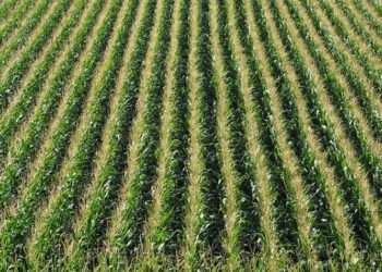 Representational image (pixabay)