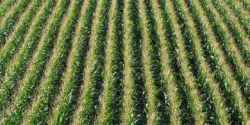 Representational image (pixabay)