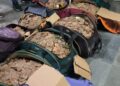 Over 220 kg of pangolin scales seized from train in Assam; three held