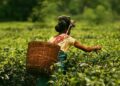 Nagaland University-led research highlights economic & health benefits of tea blossoms