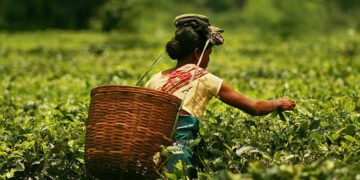 Nagaland University-led research highlights economic & health benefits of tea blossoms