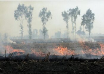 India’s farm policies behind bad air, unhealthy diet, water crisis