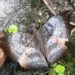 Rare ‘Spotless Baron’ spotted in Sikkim’s Dzongu after five years