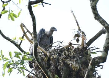 ‘Hogun Mitra’ campaign in Assam’s Sivasagar spreads awareness on vulture conservation among students