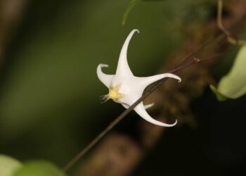 New plant species ‘Hoya dawodiensis’ discovered in Arunachal Pradesh’s Vijoynagar