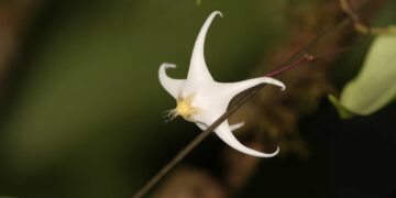New plant species ‘Hoya dawodiensis’ discovered in Arunachal Pradesh’s Vijoynagar