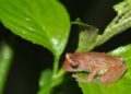 13 new amphibian species discovered in Northeast India