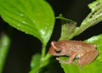13 new amphibian species discovered in Northeast India