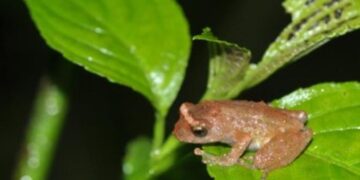 13 new amphibian species discovered in Northeast India