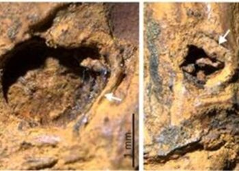 Ice Age-era thorny bamboo fossil unearthed in Manipur