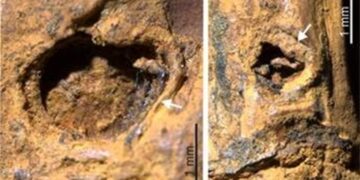 Ice Age-era thorny bamboo fossil unearthed in Manipur