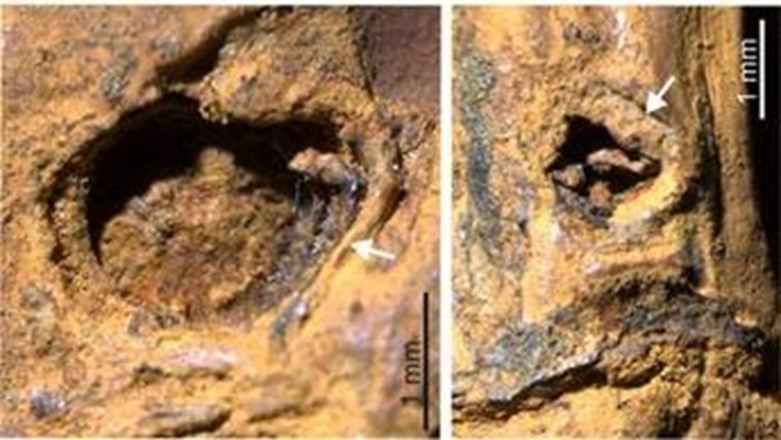 Ice Age-era thorny bamboo fossil unearthed in Manipur