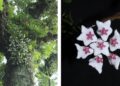 Two rare Hoya plant species discovered in Arunachal Pradesh