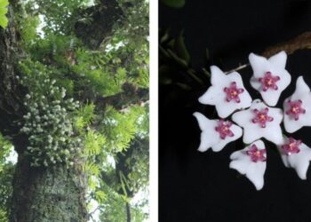 Two rare Hoya plant species discovered in Arunachal Pradesh
