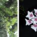 Two rare Hoya plant species discovered in Arunachal Pradesh