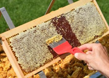 ‘Sweet Revolution’: India becomes world’s second-largest honey exporter