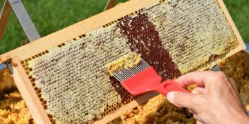 ‘Sweet Revolution’: India becomes world’s second-largest honey exporter