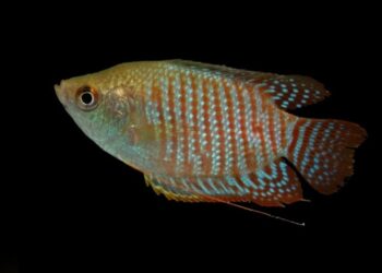 Surveys uncover vibrant aquatic world sustaining Kaziranga’s ecological balance