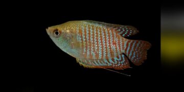 Surveys uncover vibrant aquatic world sustaining Kaziranga’s ecological balance