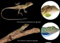Researchers discover two new lizard species in Arunachal Pradesh