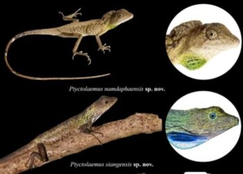 Researchers discover two new lizard species in Arunachal Pradesh