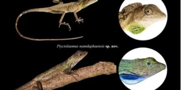 Researchers discover two new lizard species in Arunachal Pradesh