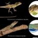 Researchers discover two new lizard species in Arunachal Pradesh