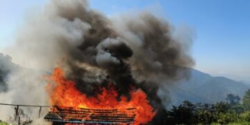 Security forces wipe out 25 acres of illicit poppy cultivation in Manipur