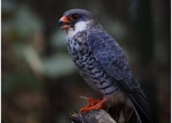 Nagaland: Wokha dist declared as temporary silence zone to protect migratory Amur Falcons