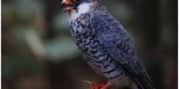 Nagaland: Wokha dist declared as temporary silence zone to protect migratory Amur Falcons