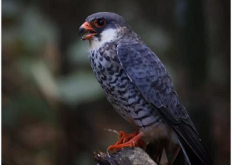Nagaland: Wokha dist declared as temporary silence zone to protect migratory Amur Falcons