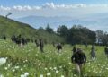 Manipur: Security forces destroy 53 acres of illicit poppy cultivation in Kangpokpi