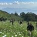 Manipur: Security forces destroy 53 acres of illicit poppy cultivation in Kangpokpi