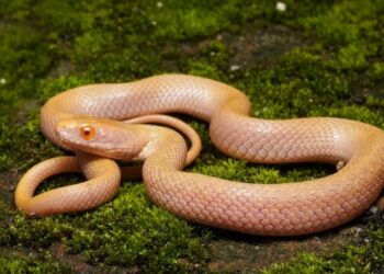 Assam Zoo team records first-ever Albino Checkered Keelback snake