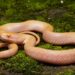 Assam Zoo team records first-ever Albino Checkered Keelback snake