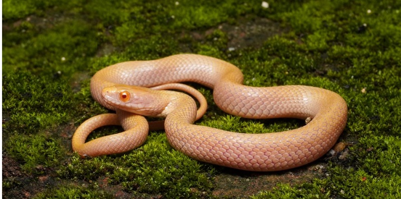 Assam Zoo team records first-ever Albino Checkered Keelback snake