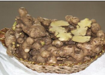 Nagaland University develops high-yield ginger variety ‘SAS-KEVÜ’ for farmers, spice industry