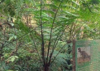 Meghalaya MP urges Centre to protect Barapani botanical garden from NH-6 acquisition