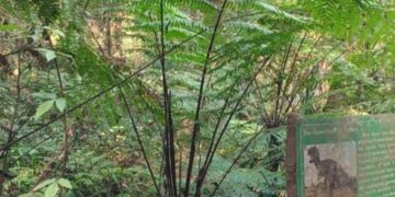 Meghalaya MP urges Centre to protect Barapani botanical garden from NH-6 acquisition