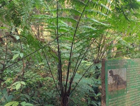 Meghalaya MP urges Centre to protect Barapani botanical garden from NH-6 acquisition