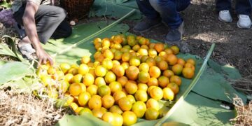 Meghalaya’s ‘Khasi Mandarin’ wins exporters’ praise at Northeast India Organic Week