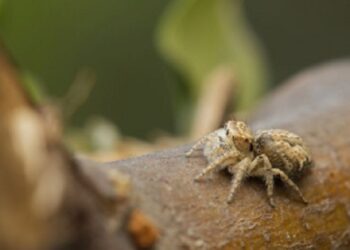 Two new jumping spider species discovered in Meghalaya
