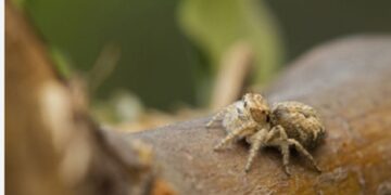 Two new jumping spider species discovered in Meghalaya
