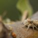 Two new jumping spider species discovered in Meghalaya