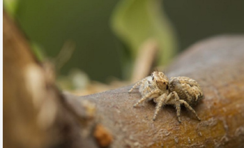 Two new jumping spider species discovered in Meghalaya