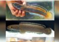 Scientists discover new snakehead fish species in Meghalaya’s Ri Bhoi stream